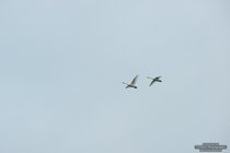 ADL_097959
