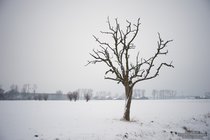 ADL_008270