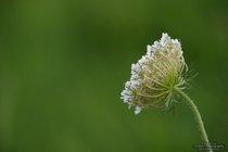 ADL_035599