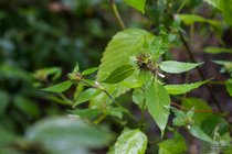 ADL_042836