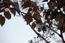 ADL_044995